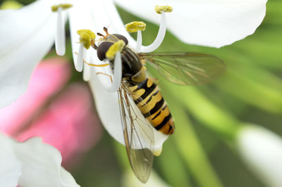 Close-up of insect pollinating on flower