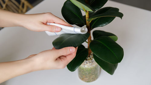 The woman wipes the dust off the leaves with a damp soft cloth. ficus is elastic.