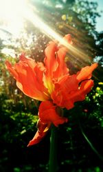 Close-up of red rose blooming outdoors