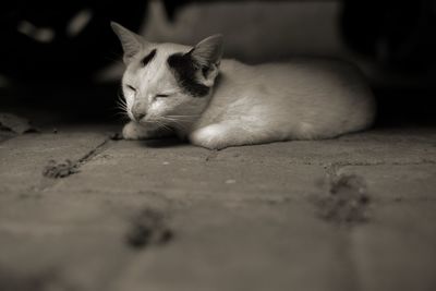 Close-up of cat sleeping