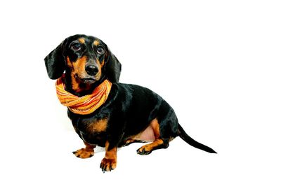 Portrait of dog over white background