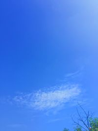 Low angle view of trees against blue sky