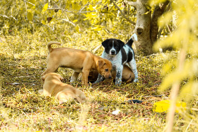 Dogs in a field