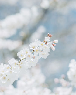 Close-up of white flowers on branch