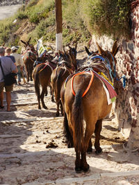 Horses standing by tree