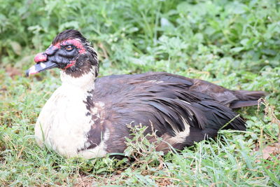 Close-up of muscovy duck on field