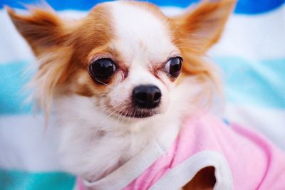 Close-up portrait of dog