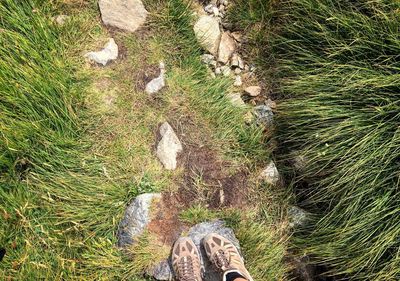 High angle view of shoes on grass