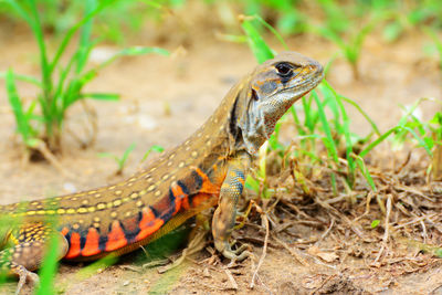 Close-up of lizard on land