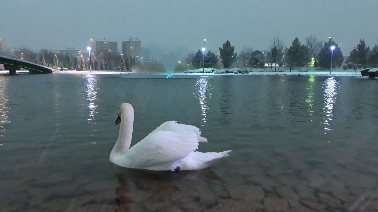 SWAN ON LAKE