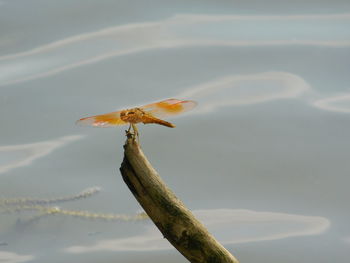 Close-up of plant against lake