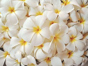 Close-up of white dahlia flowers