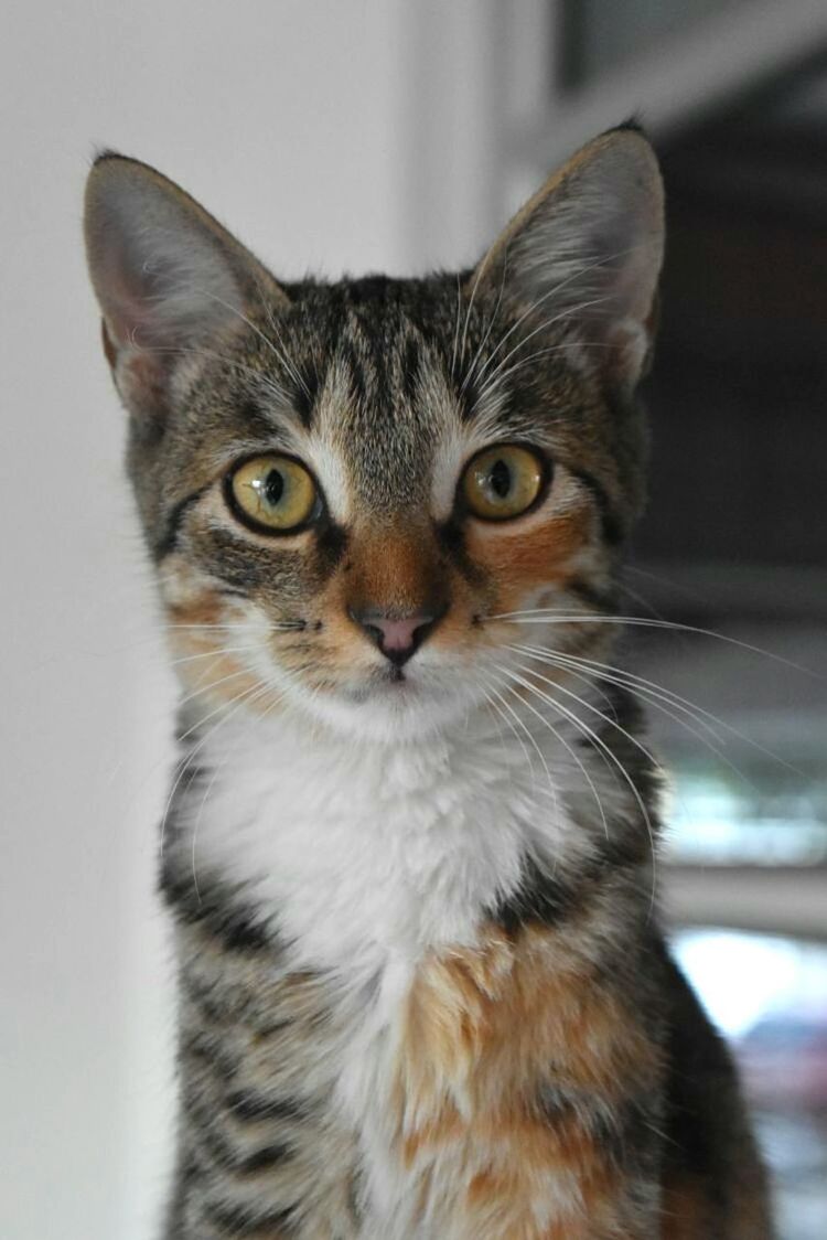 CLOSE-UP PORTRAIT OF CAT AGAINST WALL