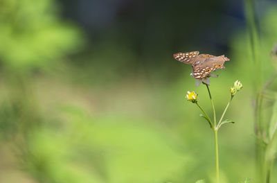 Close-up of butterfly pollinating flower