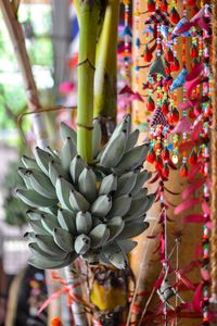 Close-up of cactus plant