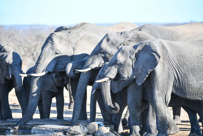 View of elephant on field