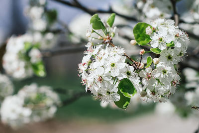 Close-up of cherry blossoms on tree