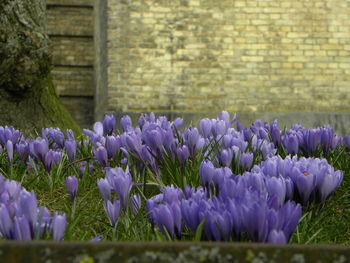 Close-up of purple crocus flowers