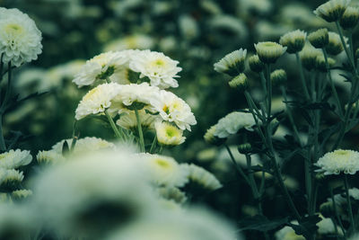 Close-up of white flowering plants