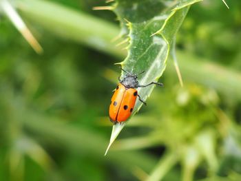 Close-up of ladybug on leaf