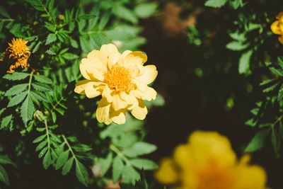 Close-up of yellow flowering plant