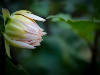 Close-up of white flowering plant