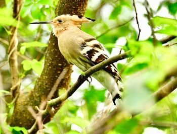 Bird perching on a branch