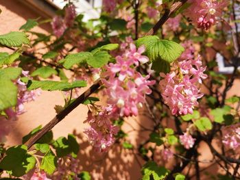 Close-up of pink flowering plant