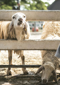 Portrait of dog in ranch