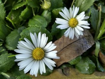 Close-up of white daisy flowers