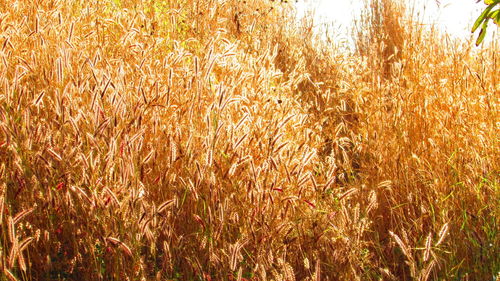 Plants growing on field