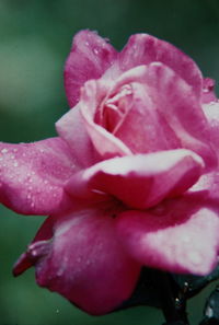 Close-up of pink rose