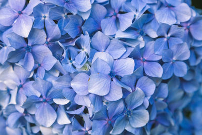 Close-up of purple hydrangea flowers