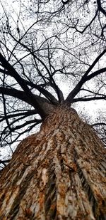 Low angle view of bare tree against sky