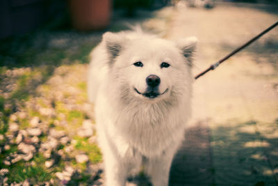 Close-up portrait of dog