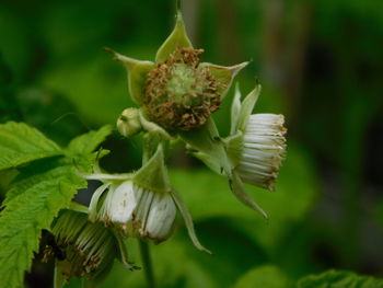 Close-up of wilted flower