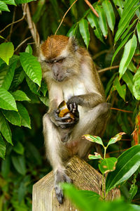 Long-tailed macaque in singapore