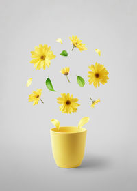 Yellow flower pot against white background