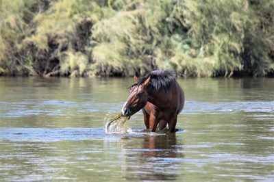 Horse drinking water in lake