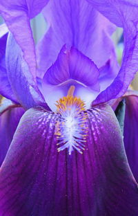 Close-up of purple crocus blooming outdoors