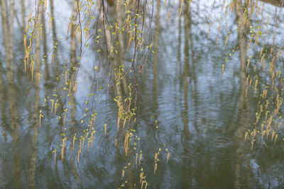 Full frame shot of trees in lake