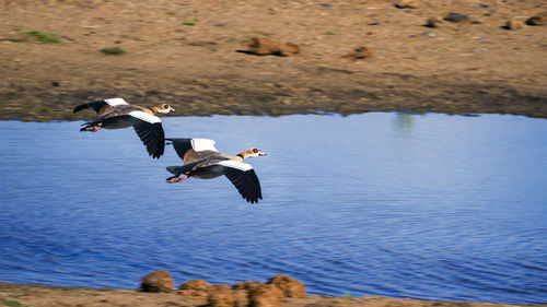 Birds flying over lake