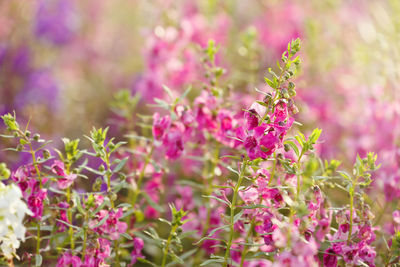 Close-up of pink flowering plant