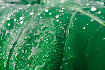 Full frame shot of wet leaves