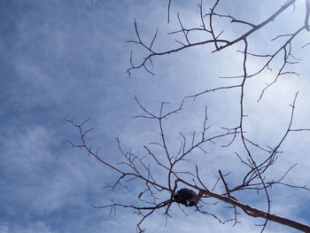 Low angle view of bare tree against sky