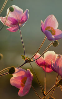 Close-up of pink flowering plant