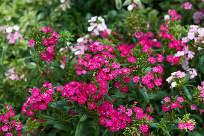 Close-up of pink flowering plants