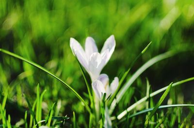 Close-up of white flowers blooming in field