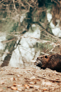 View of crab on field in forest