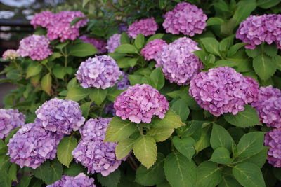 Close-up of pink hydrangea flowers